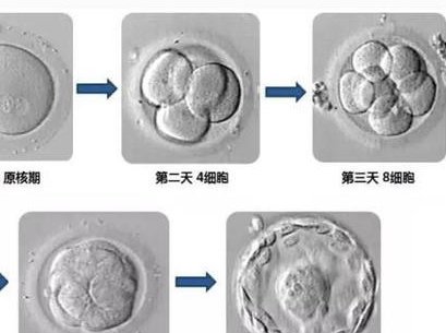 试管促排卵会打麻药吗？试管婴儿促排卵痛不痛？